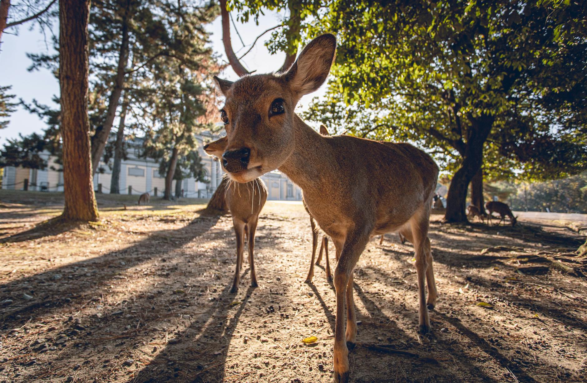 brown deer photography